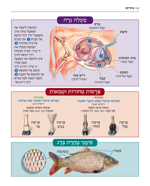 The Book of Torah Timelines, Charts and Maps - HEBREW Edition (Hebrew Edition Hard Cover)